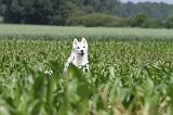 SIBERIAN HUSKY 143